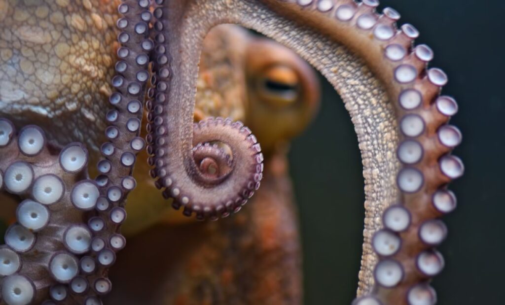 L'oeil et les tentacules du calmar ou calamar